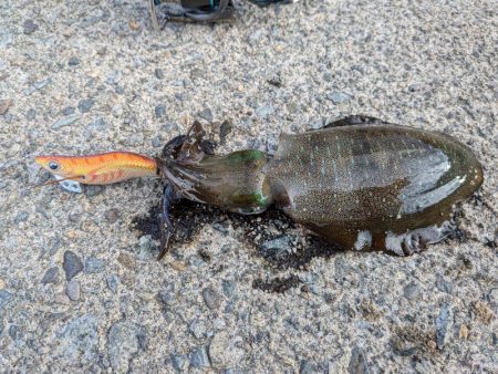 朝マズメの短時間勝負